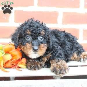 Bouncer, Miniature Poodle Puppy