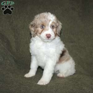 Teddy, Mini Aussiedoodle Puppy