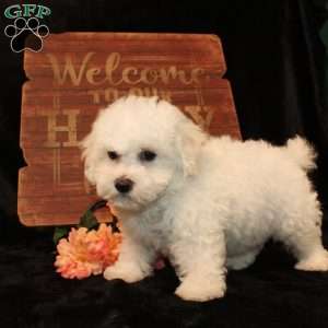 Sunshine, Bichon Frise Puppy