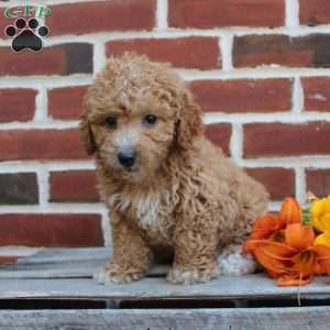 Cuddles, Miniature Poodle Puppy