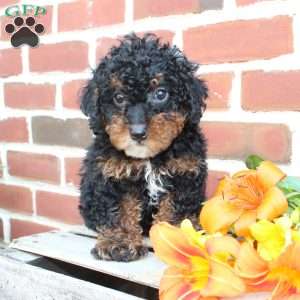 Bouncer, Miniature Poodle Puppy