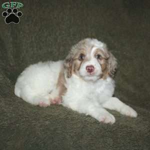 Teddy, Mini Aussiedoodle Puppy