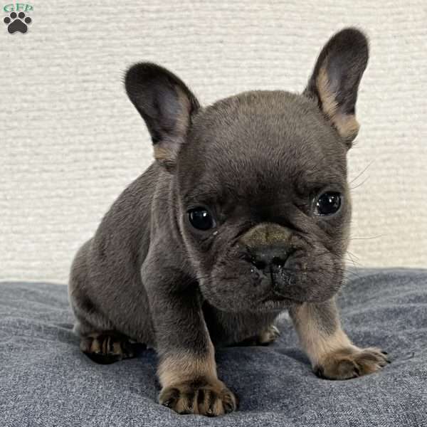 Fletcher, French Bulldog Puppy