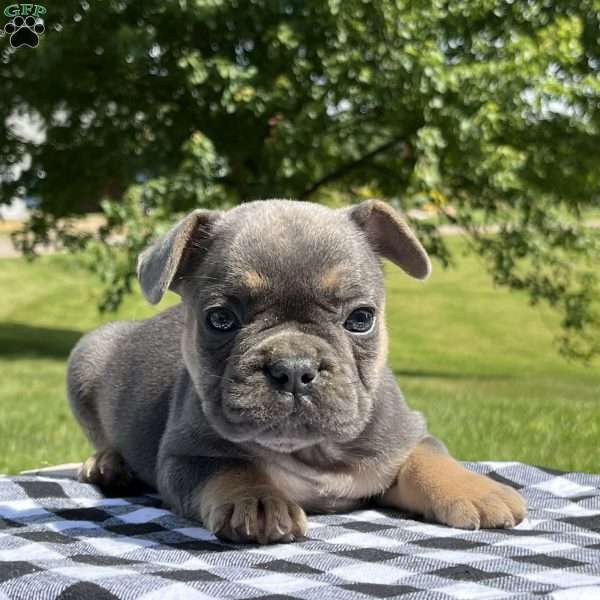 Sawyer, French Bulldog Puppy