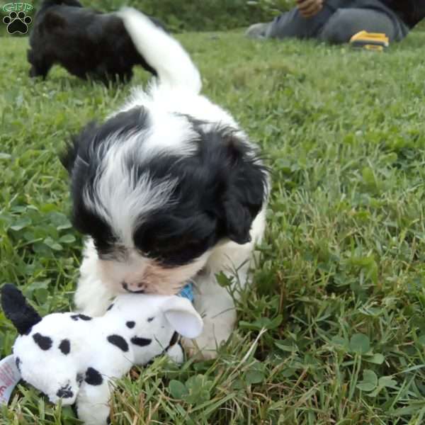 Toby, Shih-Poo Puppy