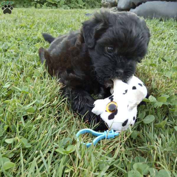 Tommy, Shih-Poo Puppy