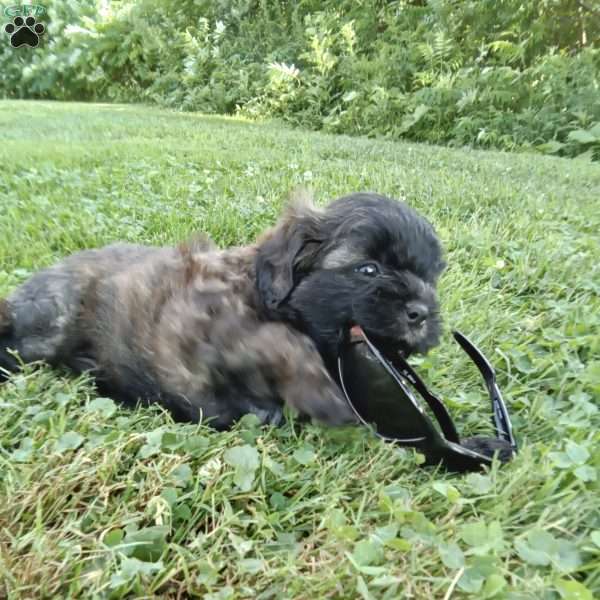 Theo, Shih-Poo Puppy