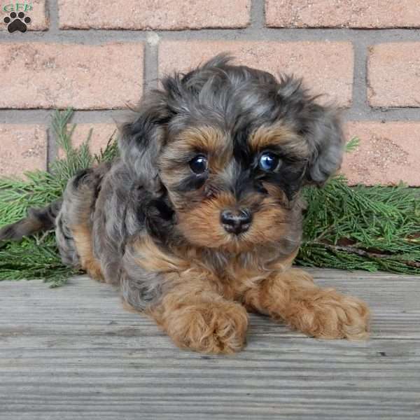 Belle, Maltipoo Puppy