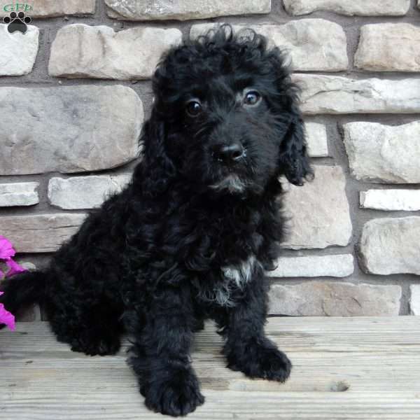 Clyde, Mini Labradoodle Puppy