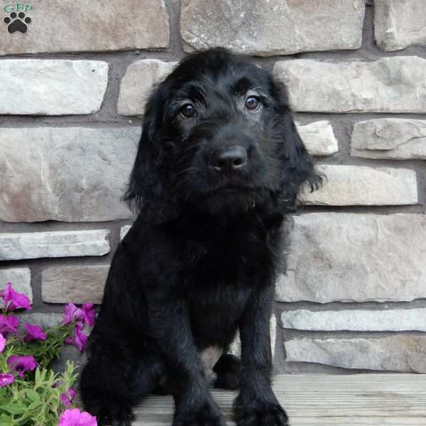 Simon, Labradoodle Puppy