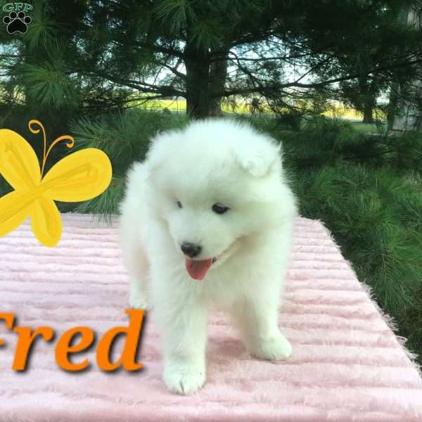 Fred, Samoyed Puppy