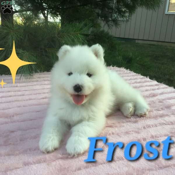 Frost, Samoyed Puppy