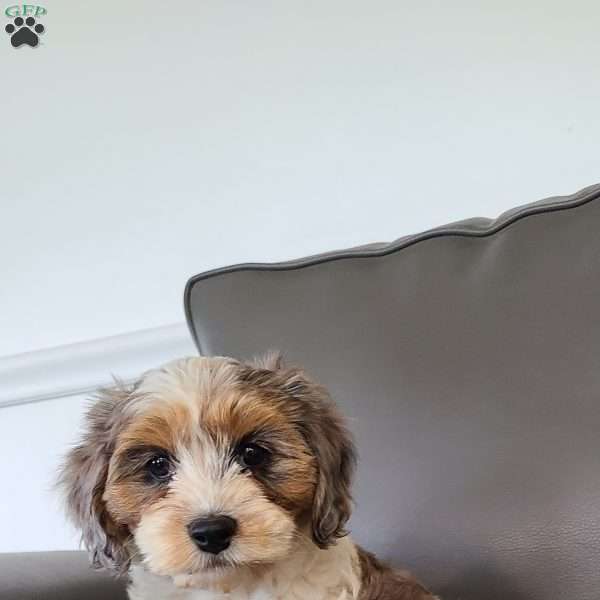 chloe, Cavapoo Puppy