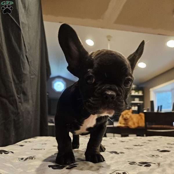 Phineas, French Bulldog Puppy