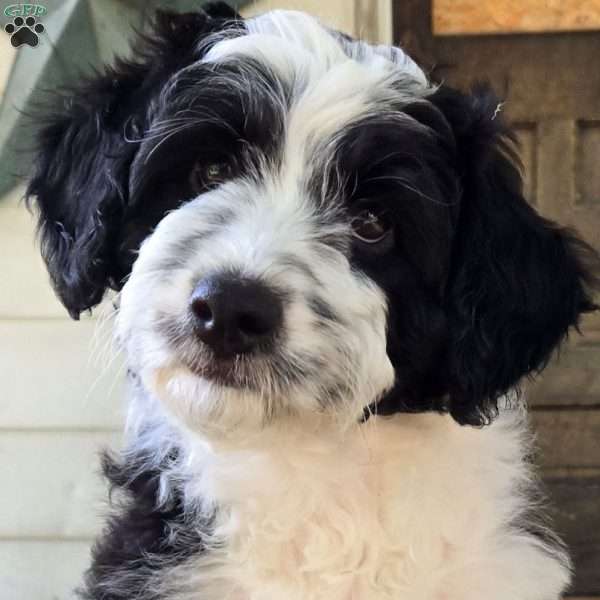 Po, Mini Aussiedoodle Puppy