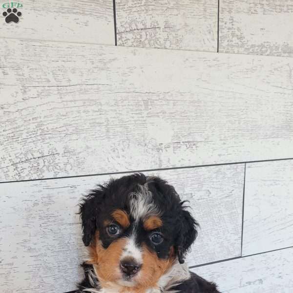 Bella, Mini Bernedoodle Puppy