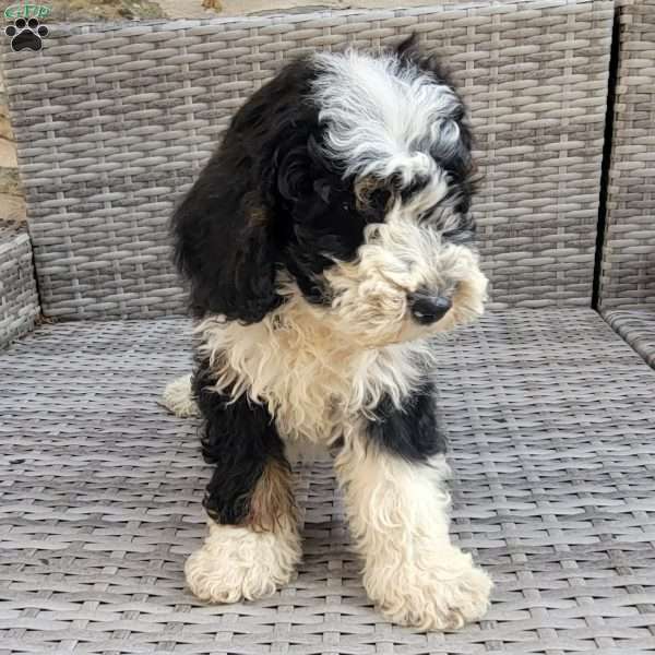 Chief, Mini Bernedoodle Puppy