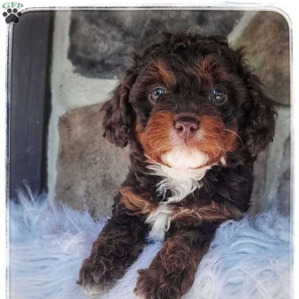 Stormy, Cavapoo Puppy