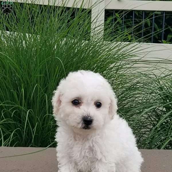 Leo, Bichon Frise Puppy