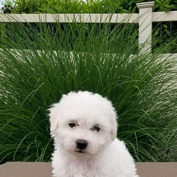 Lily, Bichon Frise Puppy