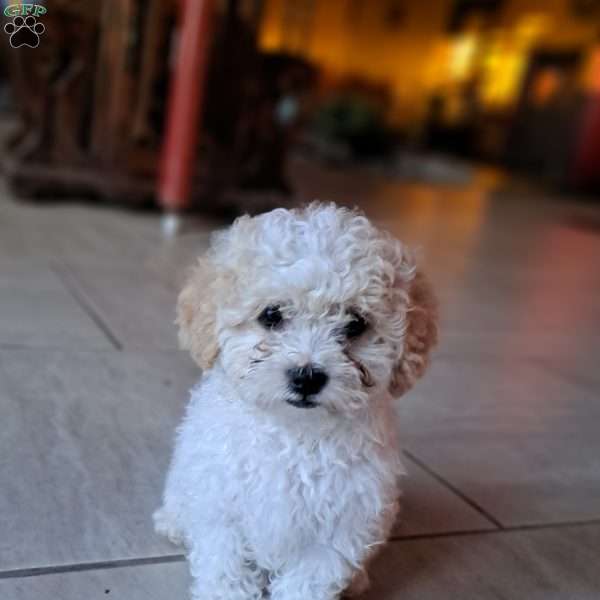 Peter, Shih-Poo Puppy