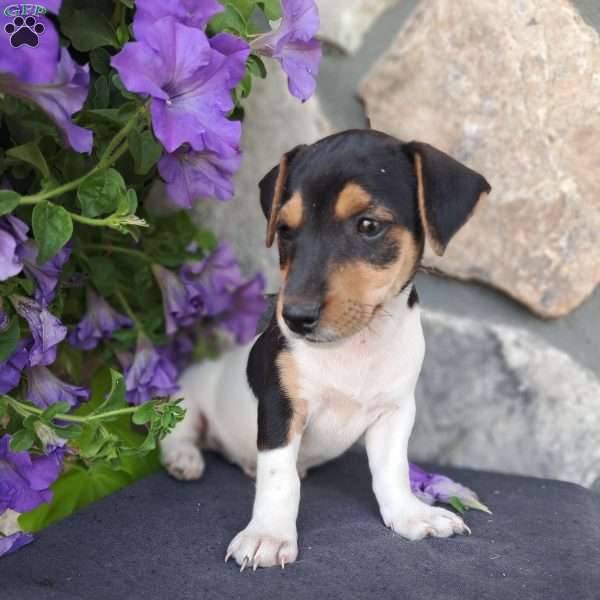 Ricky, Jack Russell Terrier Puppy