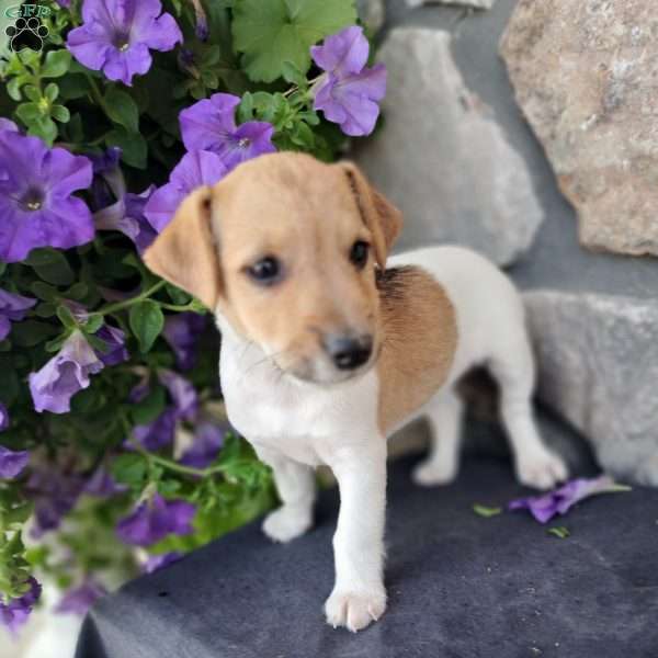 Rider, Jack Russell Terrier Puppy