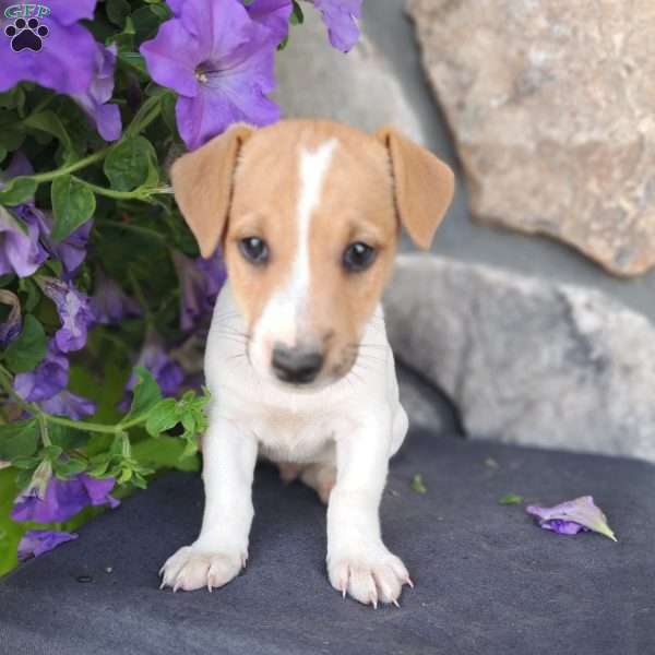 Ryan, Jack Russell Terrier Puppy