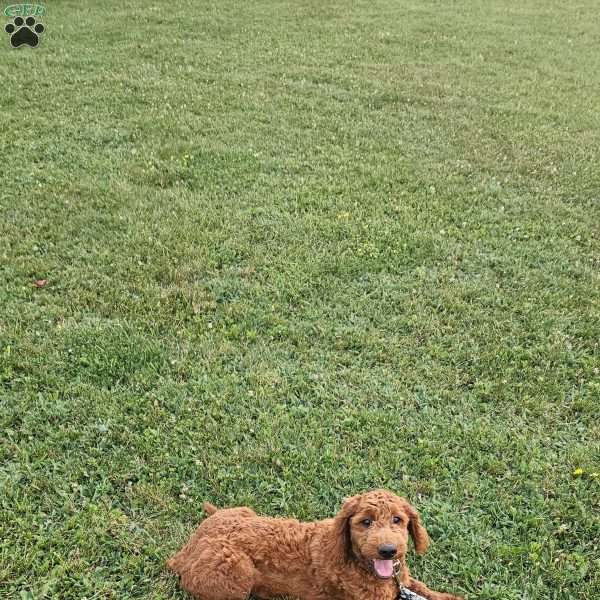 Rusty F1B, Mini Goldendoodle Puppy