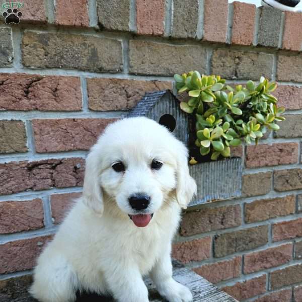 Ashley, English Cream Golden Retriever Puppy