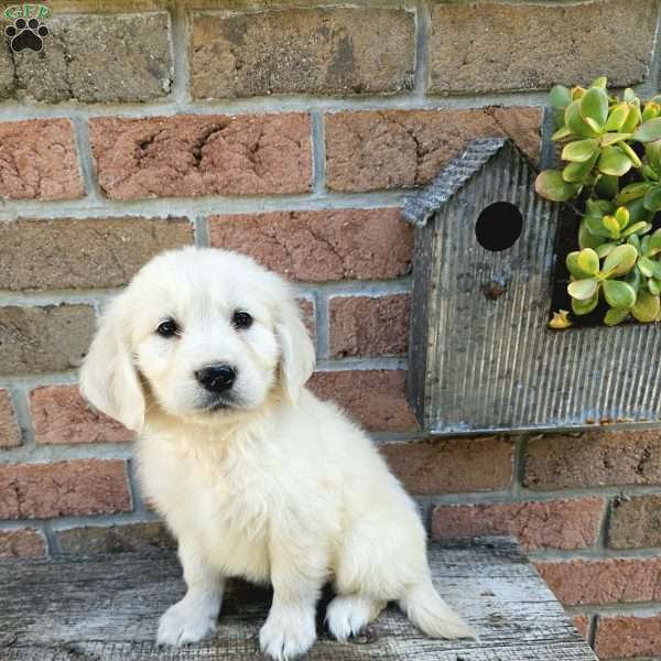 Alex, English Cream Golden Retriever Puppy