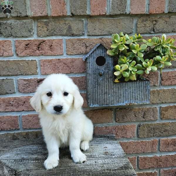 Betsy, English Cream Golden Retriever Puppy