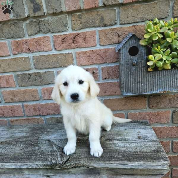 Kate, English Cream Golden Retriever Puppy