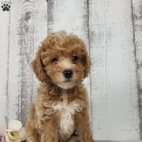 Lilly, Mini Goldendoodle Puppy