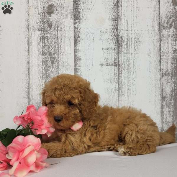 Bailey, Mini Goldendoodle Puppy