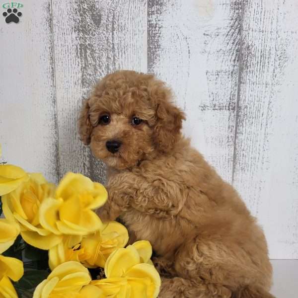 Charlie, Mini Goldendoodle Puppy