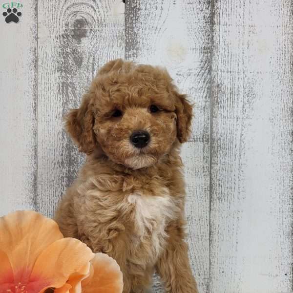 Ollie, Mini Goldendoodle Puppy