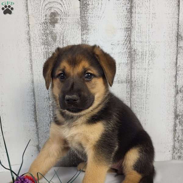 Ava, German Shepherd Mix Puppy