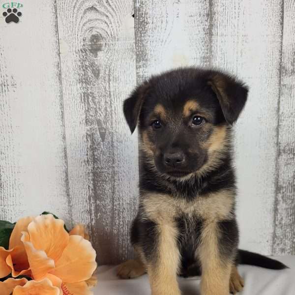 Asher, German Shepherd Mix Puppy