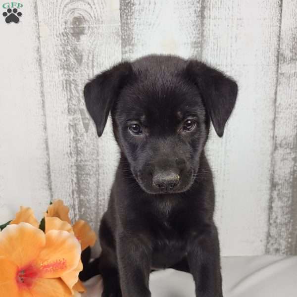 Abby, German Shepherd Mix Puppy