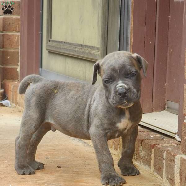 Big Blue, African Boerboel Puppy