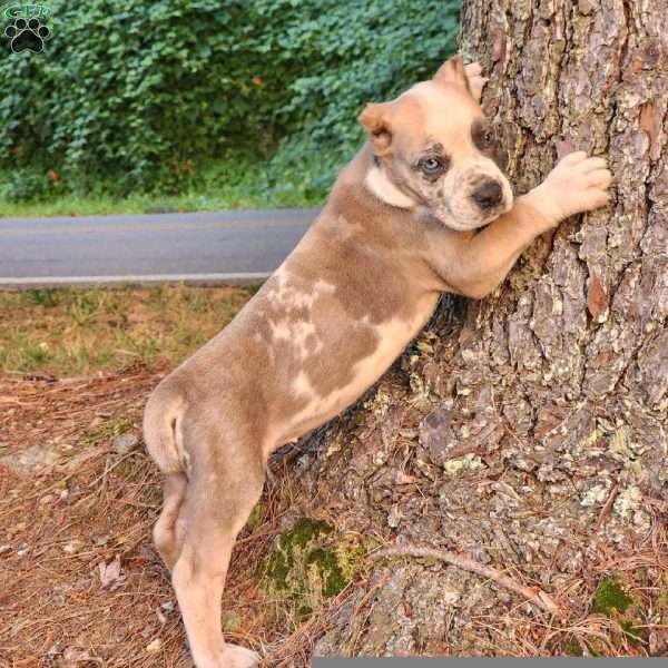 Ariel, Cane Corso Puppy