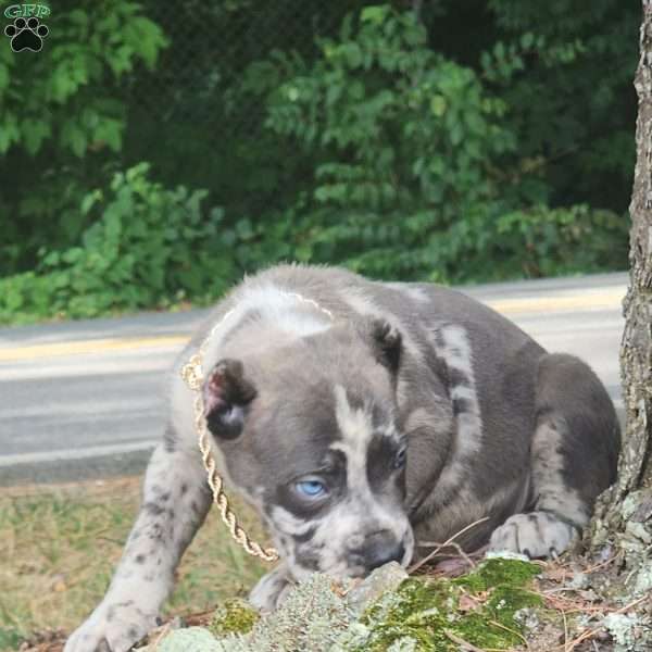 Merle cane corso puppies for sale best sale