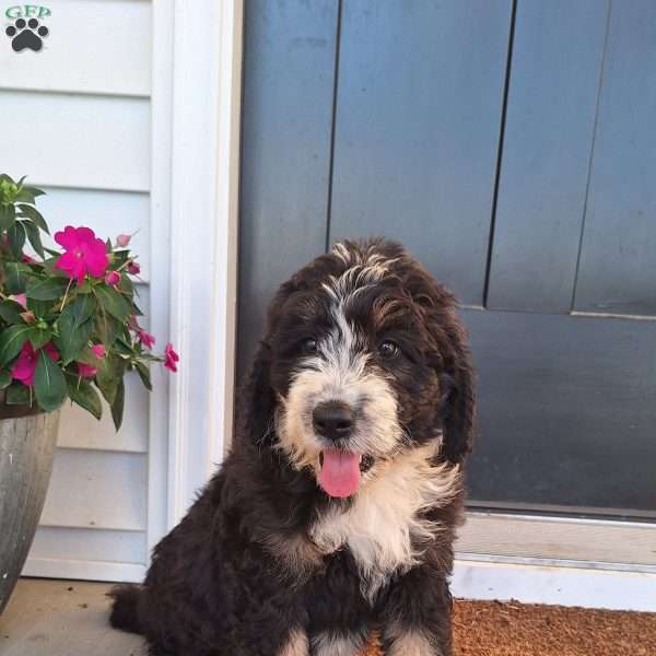 River, Bernedoodle Puppy