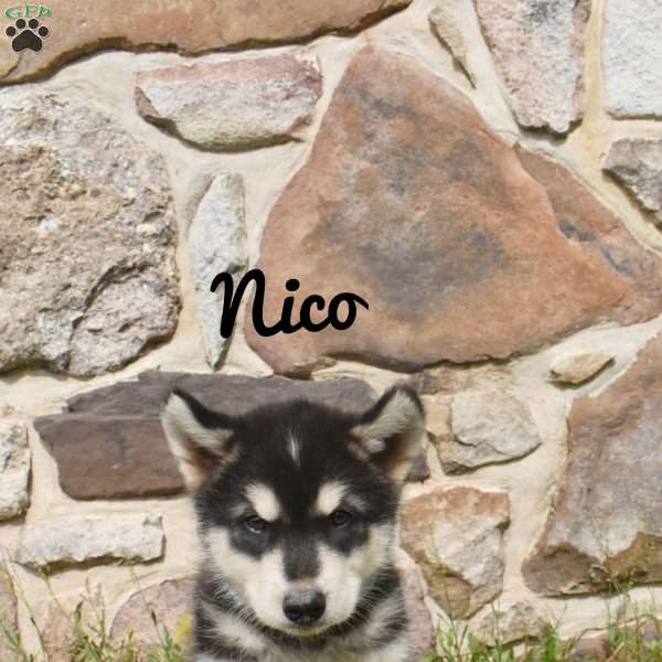 Nico, Alaskan Malamute Puppy