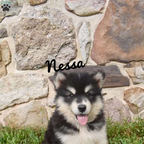 Nessa, Alaskan Malamute Puppy