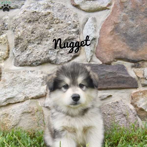 Nugget, Alaskan Malamute Puppy