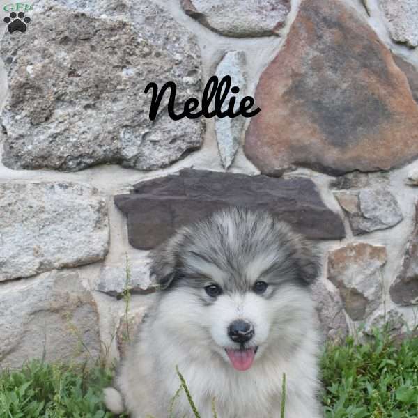 Nellie, Alaskan Malamute Puppy