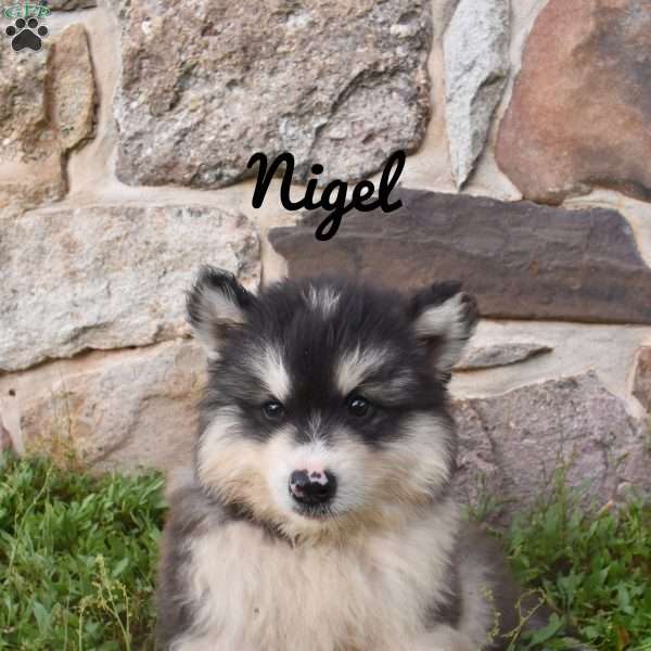 Nigel, Alaskan Malamute Puppy