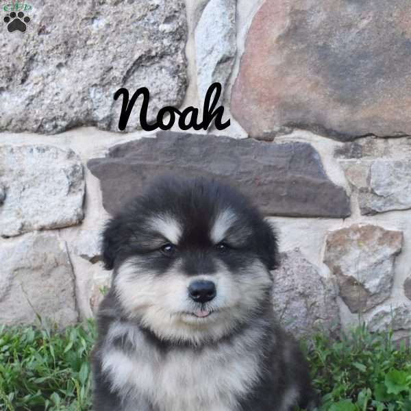 Noah, Alaskan Malamute Puppy